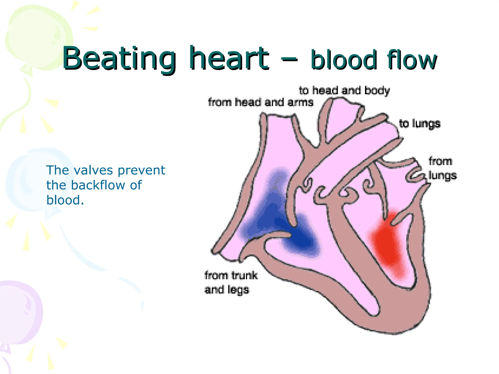 Beating heart –
Beating heart – blood flow
blood flow
The valves prevent
the backflow of
blood.
 