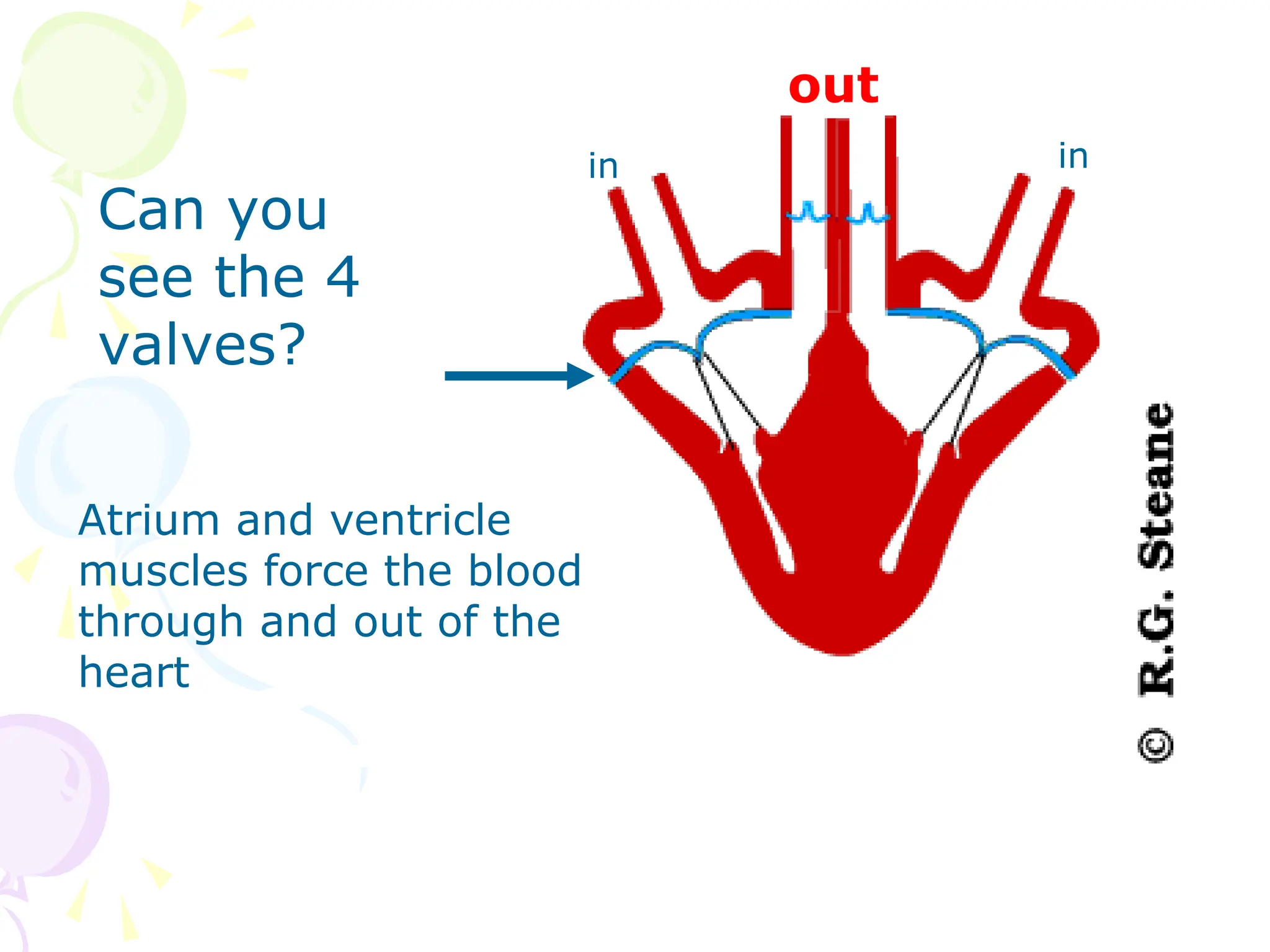 Atrium and ventricle
muscles force the blood
through and out of the
heart
out
in in
Can you
see the 4
valves?
 