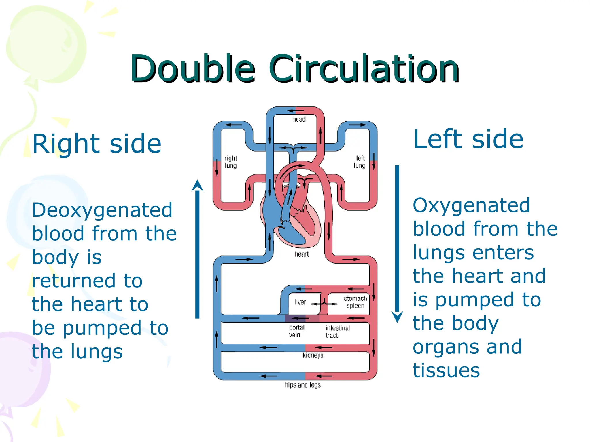 Double Circulation
Double Circulation
Left side
Oxygenated
blood from the
lungs enters
the heart and
is pumped to
the body
organs and
tissues
Right side
Deoxygenated
blood from the
body is
returned to
the heart to
be pumped to
the lungs
 