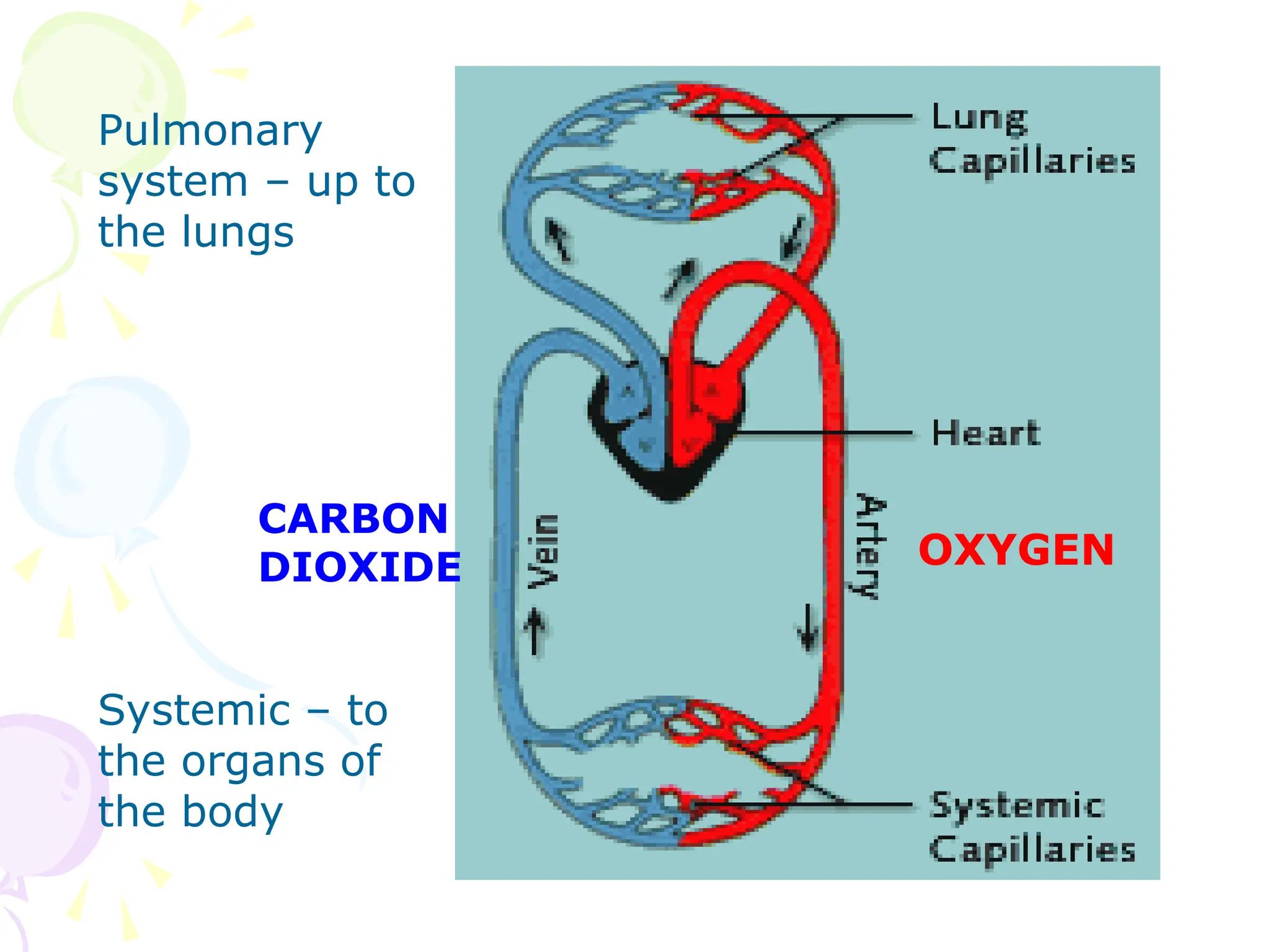 Systemic – to
the organs of
the body
Pulmonary
system – up to
the lungs
OXYGEN
CARBON
DIOXIDE
 