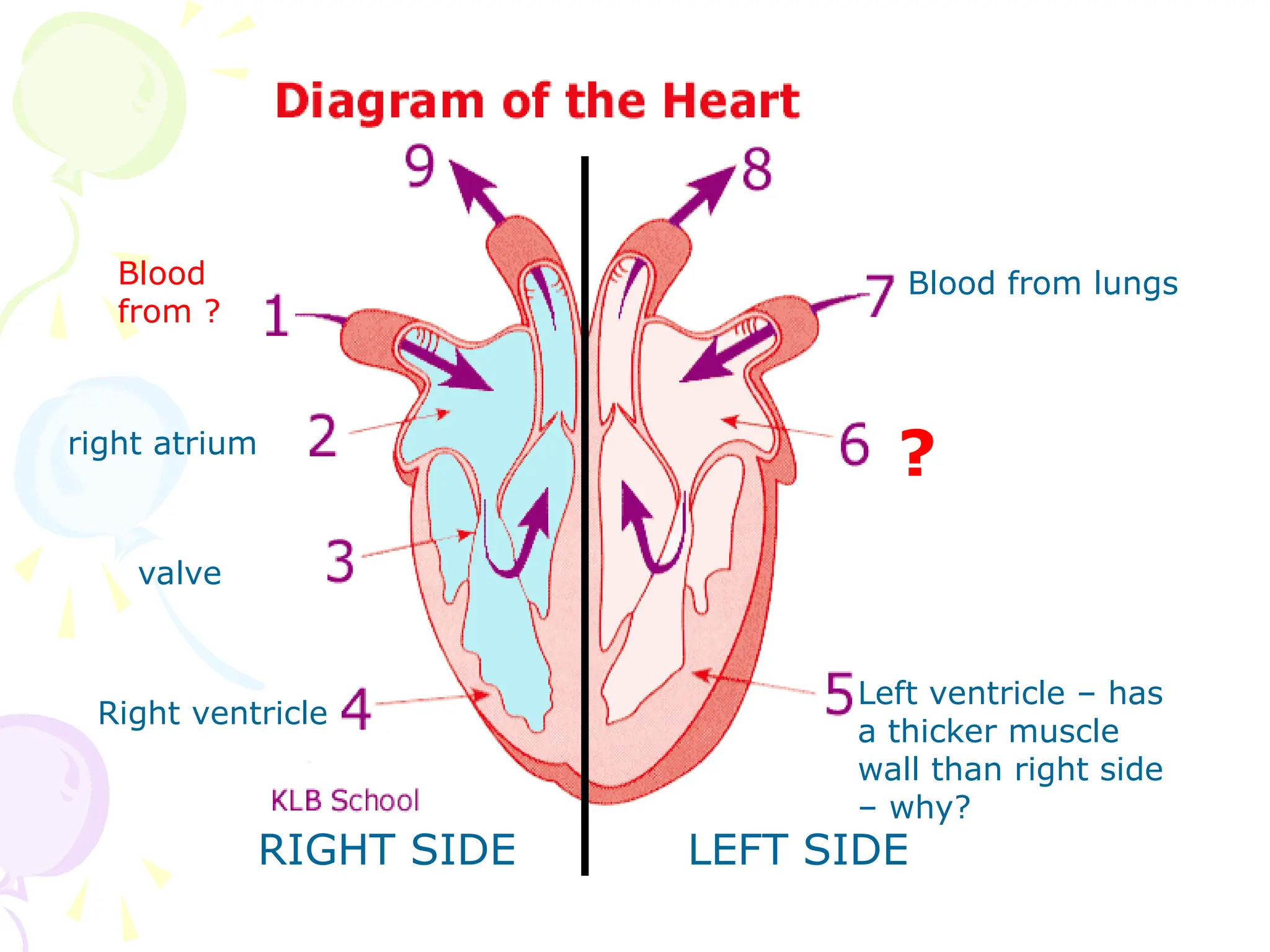 LEFT SIDE
RIGHT SIDE
Left ventricle – has
a thicker muscle
wall than right side
– why?
Right ventricle
valve
right atrium
?
Blood from lungs
Blood
from ?
 