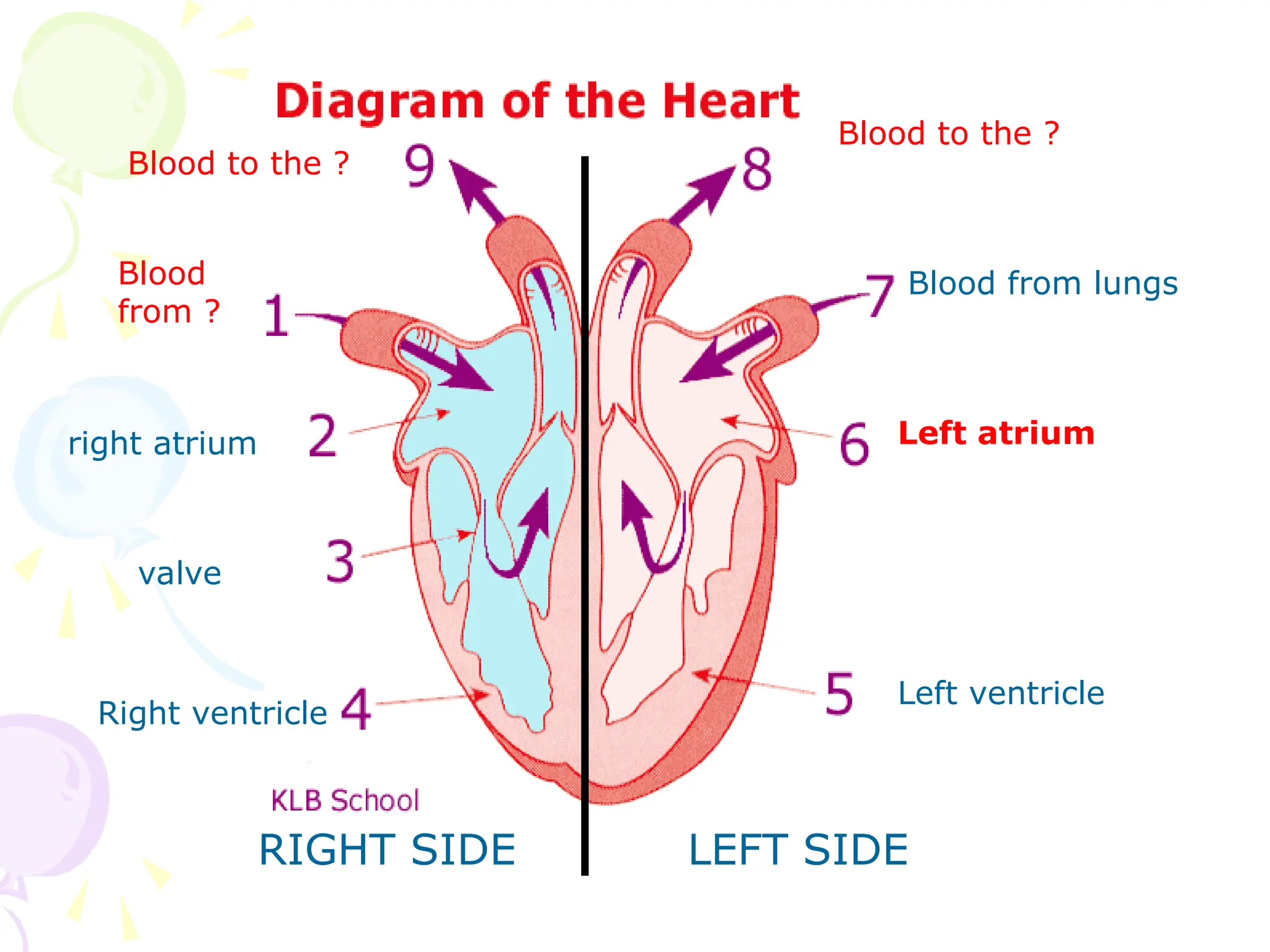 LEFT SIDE
RIGHT SIDE
Left ventricle
Right ventricle
valve
right atrium Left atrium
Blood from lungs
Blood
from ?
Blood to the ?
Blood to the ?
 