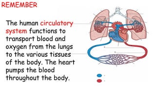 The human circulatory
system functions to
transport blood and
oxygen from the lungs
to the various tissues
of the body. The heart
pumps the blood
throughout the body.
REMEMBER
 
