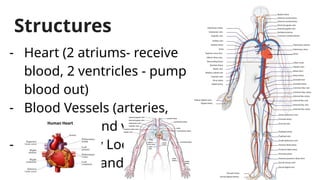 Structures
- Heart (2 atriums- receive
blood, 2 ventricles - pump
blood out)
- Blood Vessels (arteries,
capillaries, and veins)
- 2 Circulatory Loops
(pulmonary and systemic)
 