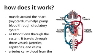 how does it work?
- muscle around the heart
(myocardium) helps pump
blood through circulatory
system
- as blood flows through the
system, it travels through
three vessels (arteries,
capillaries, and veins)
- arteries carry blood from the
 