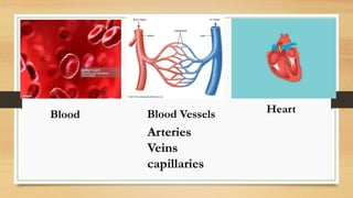 Blood Heart
Blood Vessels
Arteries
Veins
capillaries
 