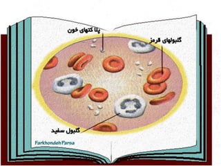 Circulatory system 5