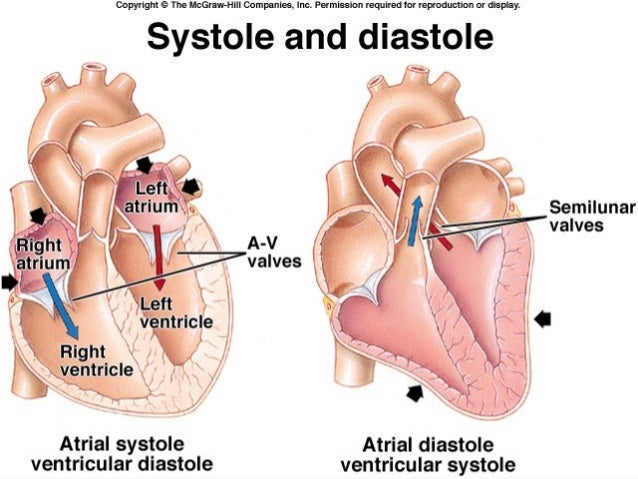 Circulatory system ara