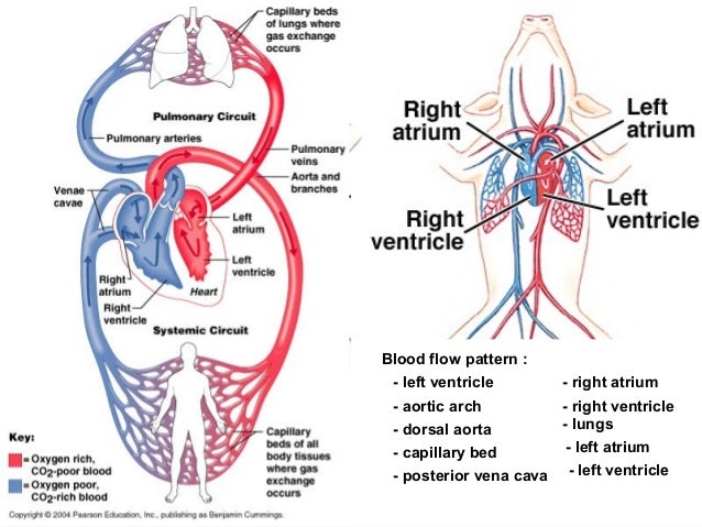Pattern Of Heart Blood Flow | circulatory system ara Pattern Of Heart Blood Flow | circulatory system ara