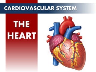 THE
HEART
CARDIOVASCULAR SYSTEM
 