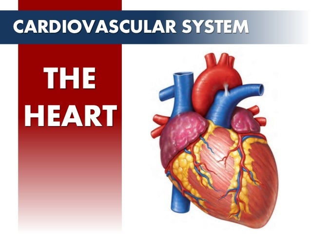 Circulatory System - The Heart