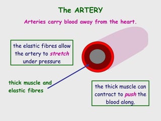 The ARTERY
thick muscle and
elastic fibres
Arteries carry blood away from the heart.
the elastic fibres allow
the artery to stretch
under pressure
the thick muscle can
contract to push the
blood along.
 