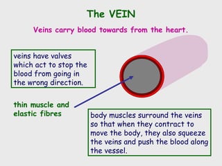 The VEIN
Veins carry blood towards from the heart.
thin muscle and
elastic fibres
veins have valves
which act to stop the
blood from going in
the wrong direction.
body muscles surround the veins
so that when they contract to
move the body, they also squeeze
the veins and push the blood along
the vessel.
 