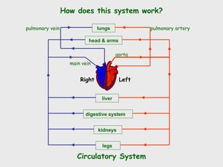 lungs
head & arms
liver
digestive system
kidneys
legs
pulmonary artery
aorta
pulmonary vein
main vein
Left
Right
How does this system work?
Circulatory System
 