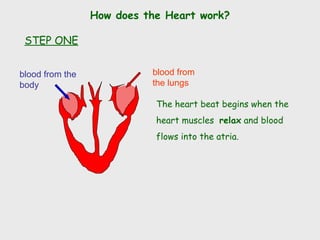 How does the Heart work?
blood from the
body
blood from
the lungs
The heart beat begins when the
heart muscles relax and blood
flows into the atria.
STEP ONE
 