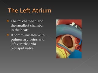 The 3 rd  chamber  and the smallest chamber in the heart. It communicates with pulmunary veins and left ventricle via bicuspid valve 