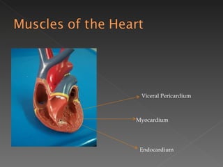 Viceral Pericardium Myocardium Endocardium 