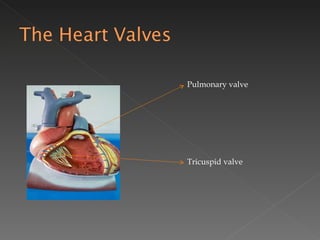 Pulmonary valve Tricuspid valve 