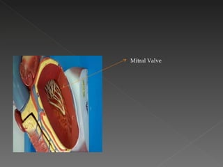 Mitral Valve 