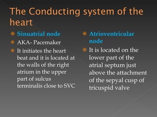 Sinuatrial node AKA- Pacemaker It initiates the heart beat and it is located at the walls of the right atrium in the upper part of sulcus terminalis close to SVC Atrioventricular node It is located on the lower part of the atrial septum just above the attachment of the sepyal cusp of tricuspid valve 