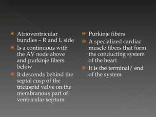 Atrioventricular bundles – R and L side Is a continuous with the AV node above and purkinje fibers below It descends behind the septal cusp of the tricuspid valve on the membranous part of ventricular septum Purkinje fibers A specialized cardiac muscle fibers that form the conducting system of the heart It is the terminal/ end of the system 