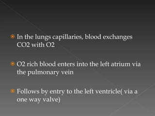 In the lungs capillaries, blood exchanges CO2 with O2 O2 rich blood enters into the left atrium via the pulmonary vein Follows by entry to the left ventricle( via a one way valve) 