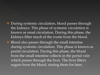 During systemic circulation, blood passes through the kidneys. This phase of systemic circulation is known as renal circulation. During this phase, the kidneys filter much of the waste from the blood.  Blood also passes through the small intestine during systemic circulation. This phase is known as portal circulation. During this phase, the blood from the small intestine collects in the portal vein which passes through the liver. The liver filters sugars from the blood, storing them for later. 