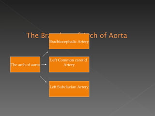 The arch of aorta Brachiocephalic Artery Left Common carotid  Artery Left Subclavian Artery 