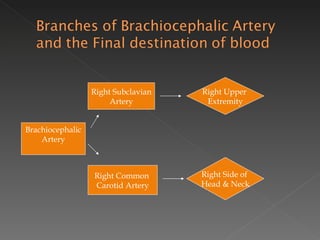 Brachiocephalic Artery Right Subclavian Artery Right Upper  Extremity Right Common  Carotid Artery Right Side of  Head & Neck 