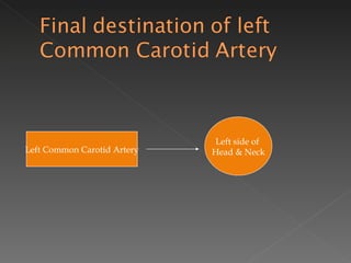 Left Common Carotid Artery Left side of  Head & Neck 