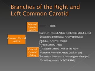 Common Carotid Artery Internal Carotid Artery External  Carotid  Artery Brian  Superior Thyroid Artery (to thyroid gland, neck) Ascending Pharyngeal Artery (Pharynx) Lingual Artery (Tongue) Facial Artery (Face) Occipital Artery (back of the head) Posterior Auricular Artery (back of ear) Superficial Temporal Artery (region of temple) Maxillary Artery (NEXT SLIDE) 
