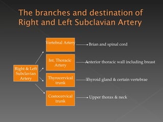 Right & Left Subclavian Artery Vertebral Artery Int. Thoracic  Artery Thyrocervical trunk Costocervical trunk Brian and spinal cord Anterior thoracic wall including breast Thyroid gland & certain vertebrae Upper thorax & neck 