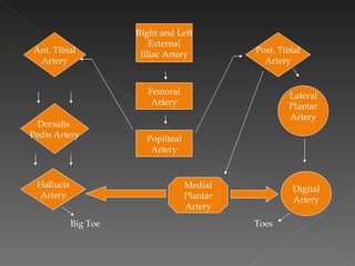 Right and Left External Illiac Artery Femoral Artery Popliteal Artery Ant. Tibial Artery Dorsalis  Pedis Artery Hallucis Artery Post. Tibial Artery Lateral Plantar Artery Digital Artery Medial Plantar Artery Toes Big Toe 