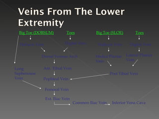 Big Toe (DORSUM) Hallucis Vein Dorsal Venous Arch Ant. Tibial Vein Popliteal Vein Femoral Vein Ext. Iliac Vein Common Iliac Vein Inferior Vena Cava Long Saphenouse Vein Toes Digital Vein Big Toe (SLOE) Toes Hallucis Vein Digital Vein Medial Plantar Vein Lateral Plantar Vein Post Tibial Vein 