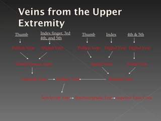 Thumb Pollicis Vein Index finger, 3rd 4th, and 5th Digital Vein Dorsal Venous Arch Cephalic Vein Thumb Index 4th & 5th Pollicis Vein Digital Vein Digital Vein Radial Vein Ulnar Vein Brachial Vein Axillary Vein Subclavian Vein Brachiocephalic Vein Superior Vena Cava 