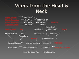 Upper Molars   PSA Vein Upper Premolars   MSA Vein  PETRYGOID Upper Anteriors   ASA Vein  PLEXUS OF  TEMPLE All Lower Teeth   IAV Vein  VEINS Superficial Back of head   Ear   Maxillary V  Temporal V  FACE Occipital Vein  Post  Post Facial V  +  Ant Facial V Auricular V BRAIN  Common Facial V  External Jugular V  Internal Jugular V  Lingual V  TONGUE Subclavian V  Brachiocephalic V  Thyroid V  THYROID GLAND Superior Vena Cava  Right Atrium 