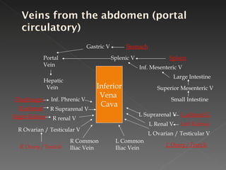Inferior Vena  Cava Portal  Vein Hepatic Vein Diaphragm Inf. Phrenic V R adrenal R Suprarenal V Right Kidney R renal V R Ovary / Testicle R Ovarian / Testicular V R Common  Iliac Vein L Common Iliac Vein L Ovary / Testicle L Ovarian / Testicular V Left Kidney L Renal V L adrenal G L Suprarenal V Gastric V Stomach Splenic V Spleen Inf. Mesenteric V Large Intestine Superior Mesenteric V Small Intestine 