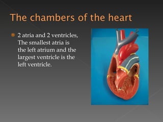 2 atria and 2 ventricles, The smallest atria is the left atrium and the largest ventricle is the left ventricle. 