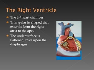 The 2 nd  heart chamber Triangular in shaped that extends form the right atria to the apex The undersurface is flattened, rests upon the diaphragm 