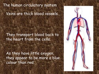 The human circulatory system Veins are thick blood vessels. They transport blood back to the heart from the cells. As they have little oxygen, they appear to be more a blue colour than red. 