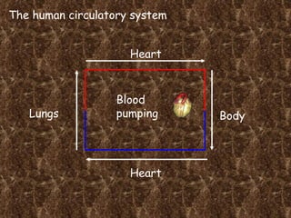 The human circulatory system Heart Lungs Heart Body Blood pumping 