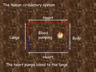 The human circulatory system Heart Lungs Heart Body Blood pumping The heart pumps blood to the lungs 