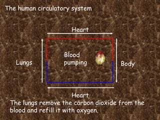 The human circulatory system Heart Lungs Heart Body Blood pumping The lungs remove the carbon dioxide from the blood and refill it with oxygen. 