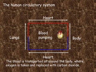 The human circulatory system Heart Lungs Heart Body Blood pumping The blood is transported all around the body, where oxygen is taken and replaced with carbon dioxide. 
