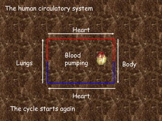 The human circulatory system Heart Lungs Heart Body Blood pumping The cycle starts again 