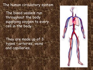 The human circulatory system The blood vessels run throughout the body supplying oxygen to every cell in the body. They are made up of 3 types – arteries, veins and capillaries. 