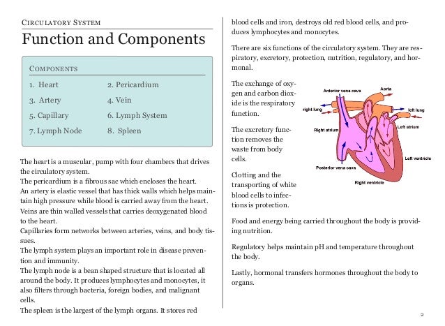 Circulatory System