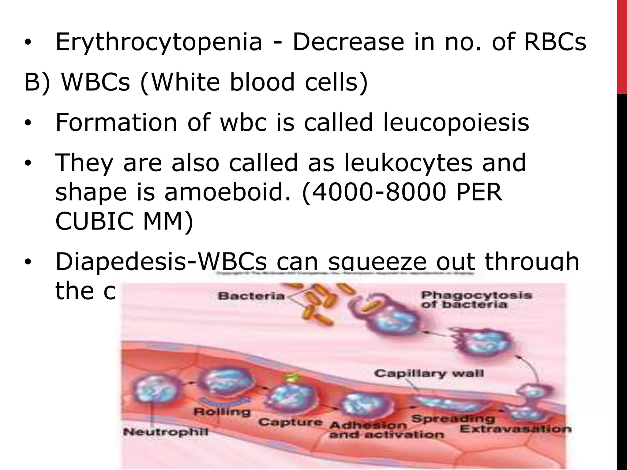 • Erythrocytopenia - Decrease in no. of RBCs
B) WBCs (White blood cells)
• Formation of wbc is called leucopoiesis
• They are also called as leukocytes and
shape is amoeboid. (4000-8000 PER
CUBIC MM)
• Diapedesis-WBCs can squeeze out through
the capillaries because of their shape
 