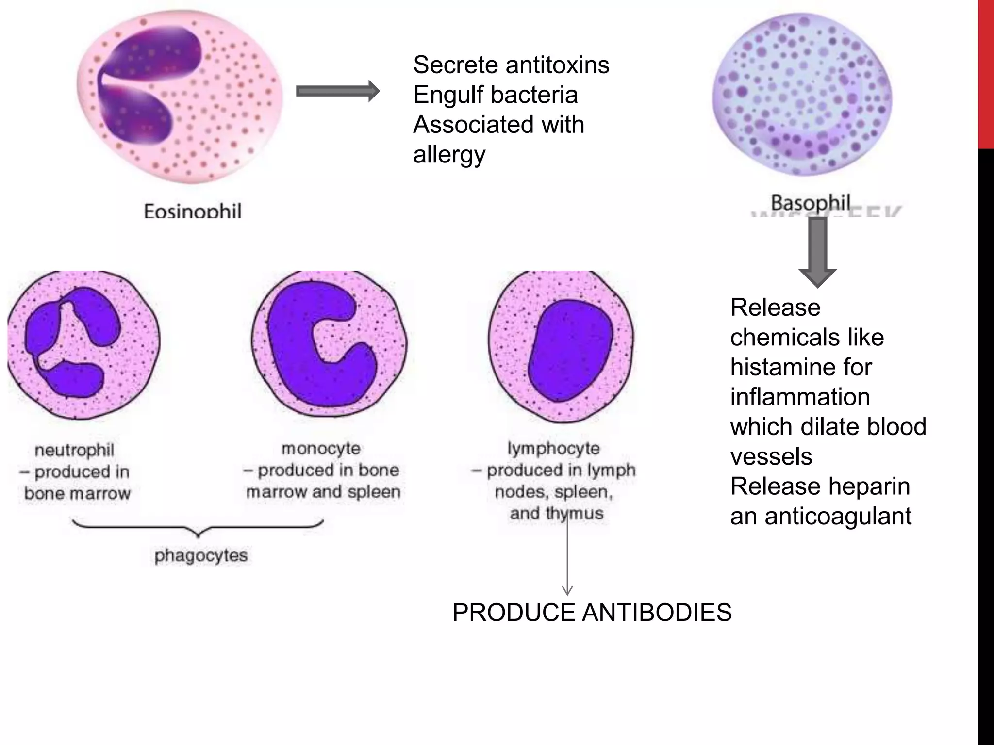 PRODUCE ANTIBODIES
Secrete antitoxins
Engulf bacteria
Associated with
allergy
Release
chemicals like
histamine for
inflammation
which dilate blood
vessels
Release heparin
an anticoagulant
 