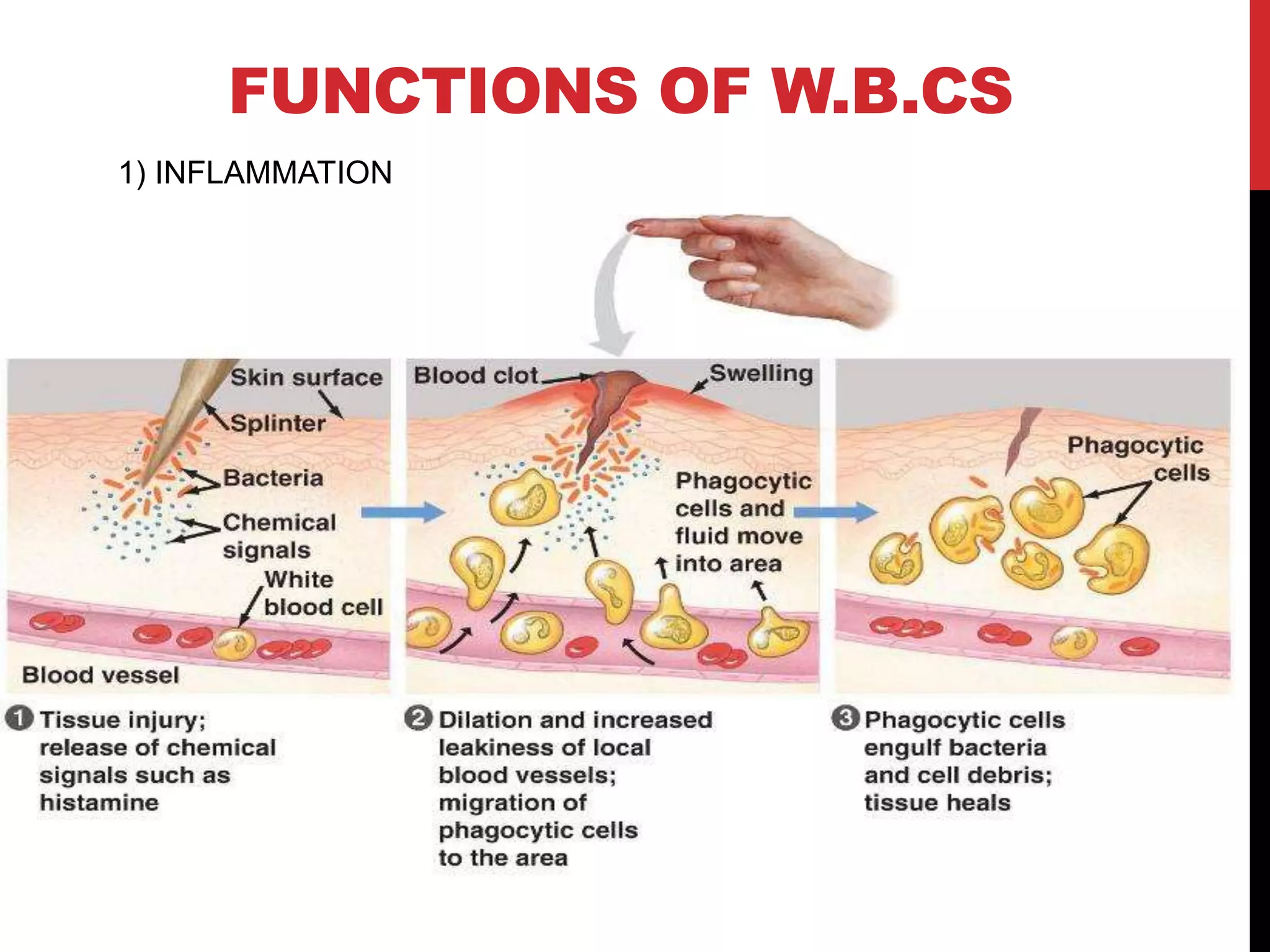 FUNCTIONS OF W.B.CS
1) INFLAMMATION
 